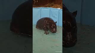 पैदा होते ही सोशल मीडिया स्टार बन गई बेबी हिप्पो What will Berlin Zoo’s baby hippo be named [upl. by Idissac]