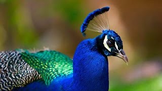 Peacock the national bird of India [upl. by Thilde]