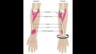 Wrist supination and pronation exercises [upl. by Nahtonoj]