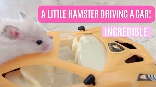 Incredible🫢 A Little Hamster Driving a Carwhere is the catcat [upl. by Dammahum]