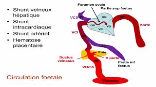 Circulation foetale cordon ombilical et grossesses gémellaires [upl. by Eyt438]