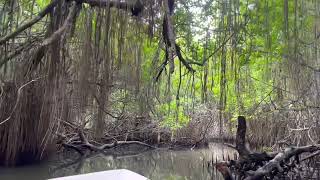 Bentota river safari through mangrove [upl. by Anni569]