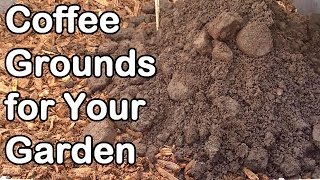 Coffee Grounds How And Why We Use Them In Our Garden [upl. by Annawahs]