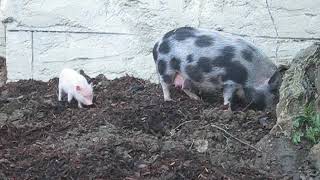 Cute micro pig running Süße Baby Ferkel rennen  extrem cute [upl. by Blank]