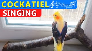 my cockatiel bird singing and dancing  mati bird my cute cockatiel [upl. by Leduar]