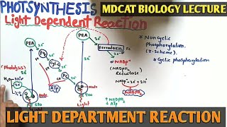 Light reaction of Photosynthesis  NMDCAT 2021  Cyclic and noncyclic photophosphorylation [upl. by Ennovaj]