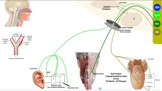 Cranial Nerve IX  Glossopharyngeal Nerve  Structure amp Functions of Major Branches [upl. by Cerveny]