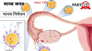 निषेचन। neshechan। Fertilization in hindi । मानव जनन । [upl. by Meeker249]