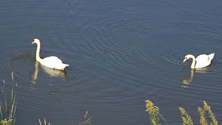 T280 2024年11月8日 コブハクチョウ 音楽 故郷 南部丘陵公園 たか鷹短信 [upl. by Sauls961]