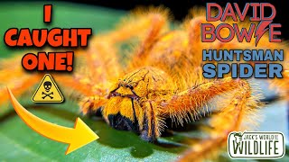 HUGE Huntsman SPIDER and I CAUGHT IT Heteropoda davidbowie [upl. by Ruella]