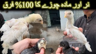 Male and Female Aseel Chicks difference in 1 month old chicks Aseel chuzo ki pehchan [upl. by Harmonia493]