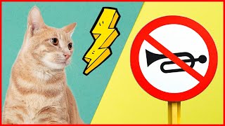 Diese 8 Geräusche machen Katzen Angst – ist deine ihnen ausgesetzt 📢 [upl. by Nelyak240]