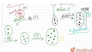 How does the megaspore mother cell develop into 7celled 8 nucleate embryo sac [upl. by Eeluj]