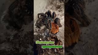 Schlechte Nachrichten von der Chromatopelma cyaneopubescens Elvira shorts injured wildlife [upl. by Aldo]