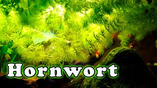 Hornwort Aquarium Plant Care Is This The FASTEST Growing Aquarium Plant [upl. by Sabir122]