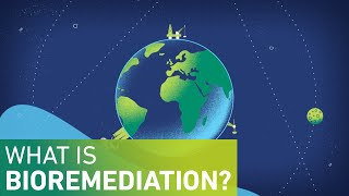 What is Bioremediation [upl. by Alolomo]