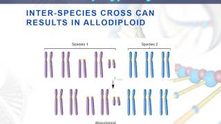 Lesson 93 Allopolyploidy [upl. by Fatma316]