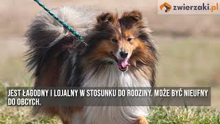 Owczarek szetlandzki czyli sheltie – opis rasy [upl. by Enihpled]