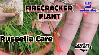 Russelia Plant Care Tips How To Care Firecracker Plant [upl. by Adiaroz]