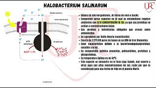 Archeas  Halobacterium Salinarum  Trabajo Grupal  Microbiología VII semestre [upl. by Annasoh]