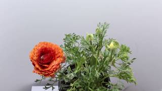 Ranunculus Time Lapse [upl. by Fishbein]