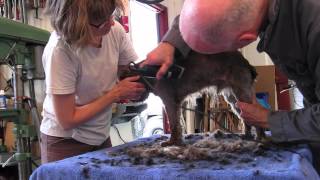 How to give a schnoodle a haircut [upl. by Eikceb63]