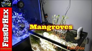 Adding Mangroves To Display Refugium [upl. by Rekrap619]