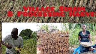 How we Dry Simsim in My Villagecanadausa food farminguk uk [upl. by Anirrak445]