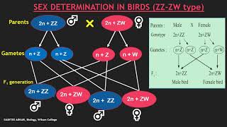 Sex determination in Birds [upl. by Ariaes]