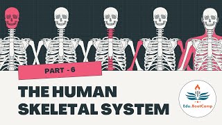 Human Skeletal System Part6 Appendicular Skeleton Pectoral Girdle amp Forelimbs anatomy biologyneet [upl. by Atihana]