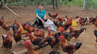 Take care of chickens harvest ripe rice for chickens to eat and hens lay eggs en masse  Ep 222 [upl. by Anaile]