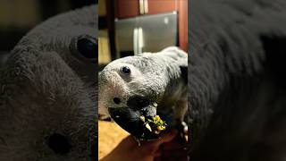 Congo amp Timneh African Grey Parrots congo timneh parrot africangrey shorts [upl. by Ahsino]