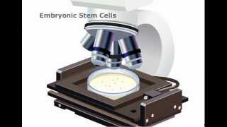 Embryonic Stem cells Explained [upl. by Rebmit]