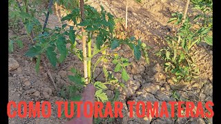 Como Guiar los TOMATES o TUTORARLOS  Paso a Paso [upl. by Ahsinid536]