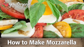 How to Make Organic Mozzarella Cheese [upl. by Glover776]