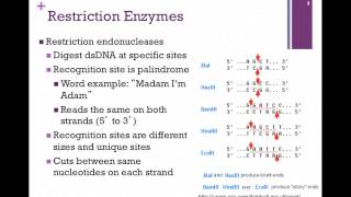 171PCR amp Restriction Endonucleases [upl. by Ahsiena]