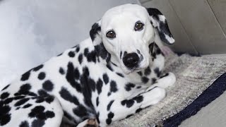 The 10 Pros and Cons of Owning a Dalmatian🐶 [upl. by Nanis]