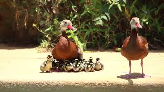 BlackBellied Whistling Ducklings [upl. by Artur738]