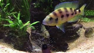 Neolamprologus tretocephalus and sexfasciatus [upl. by Gleich]