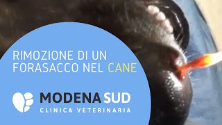 Rimozione di un forasacco nel Cane [upl. by Hewet]