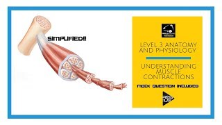 Anatomy and Physiology Level 3  Understanding muscle contractions [upl. by Martita]