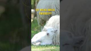 Czy wełna owcza naprawdę śmierdzi 🐑🫢 Mit1 isolena [upl. by Lemrac978]