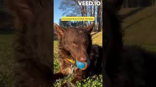 Mudi The Versatile Hungarian Herding Dog Mudi HungarianHerdingDog [upl. by Yacov]