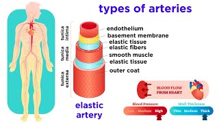 The Circulatory System Part 2 Blood Vessels [upl. by Dyson]