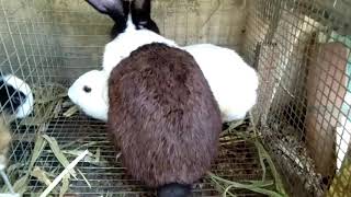 Rabbit matingrabbit breeding [upl. by Linzer]