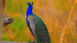 मोर का डांस peacock 🦚 dance 💃 roof birds the india pefowlpeacock sound and peacock flying peahen [upl. by Ailyt]