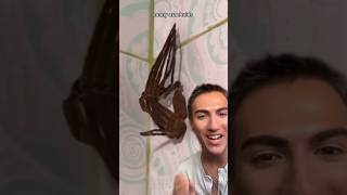 Huntsman Spider Shedding [upl. by Micheil]