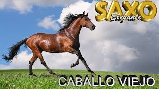 caballo viejobueno para bailarSAXO ELEGANTE [upl. by Abraham]