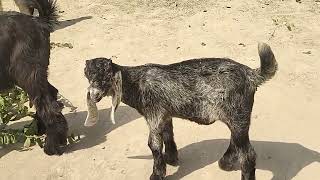 ddp got the baby is very beautiful goat the best video 03454579853 [upl. by Woodberry]