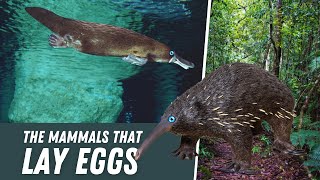 Mammals That Lay Eggs The Fascinating Monotremes [upl. by Yenoh]